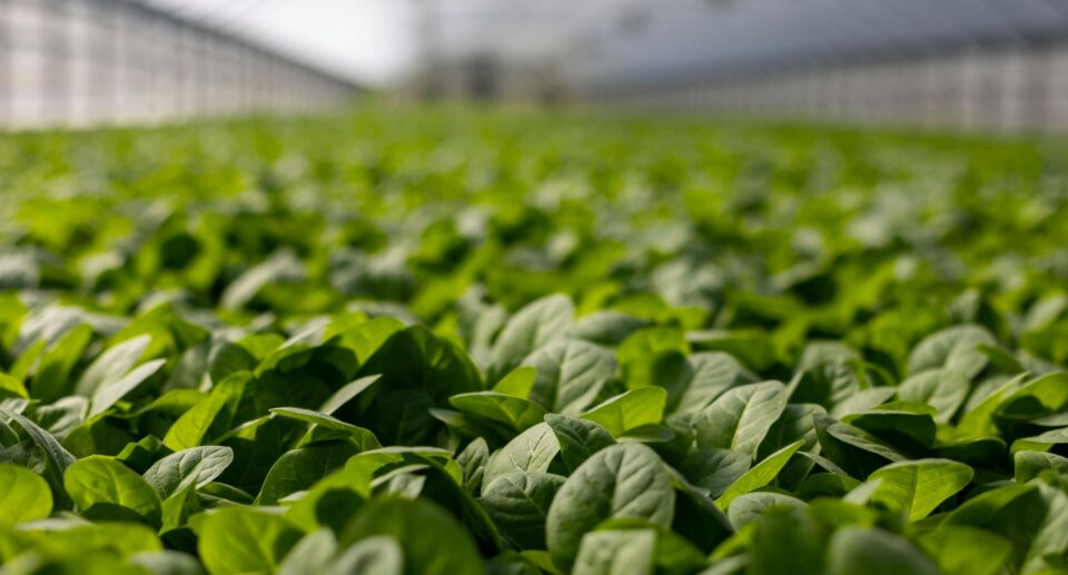 Impacto das Novas Tecnologias no Mercado de Imóveis Rurais